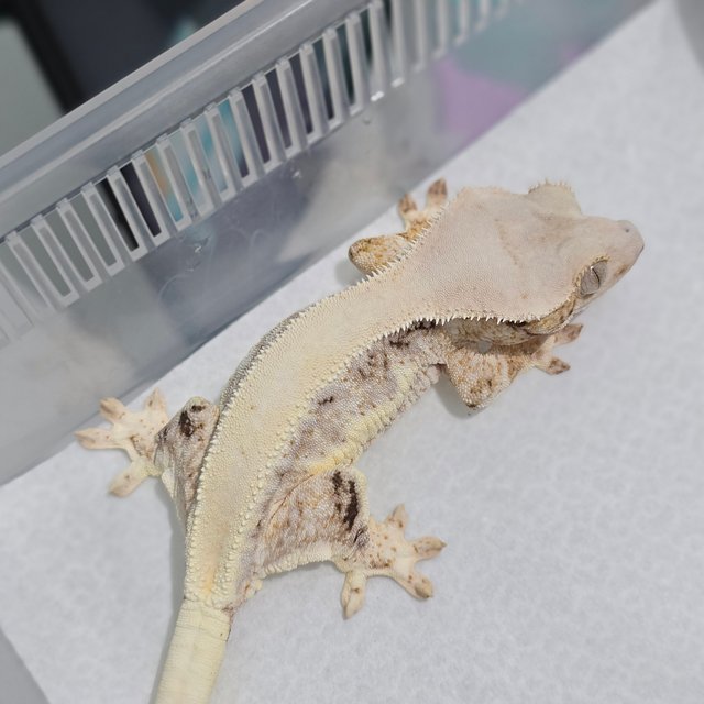 Lilly White Tri Solid Back