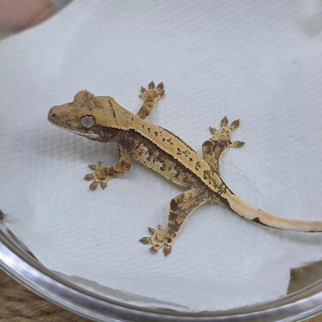 노멀 트라이 핀스트라이프 익스트림할리퀸 화이트스팟