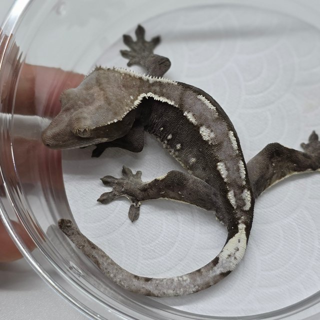 Axanthic