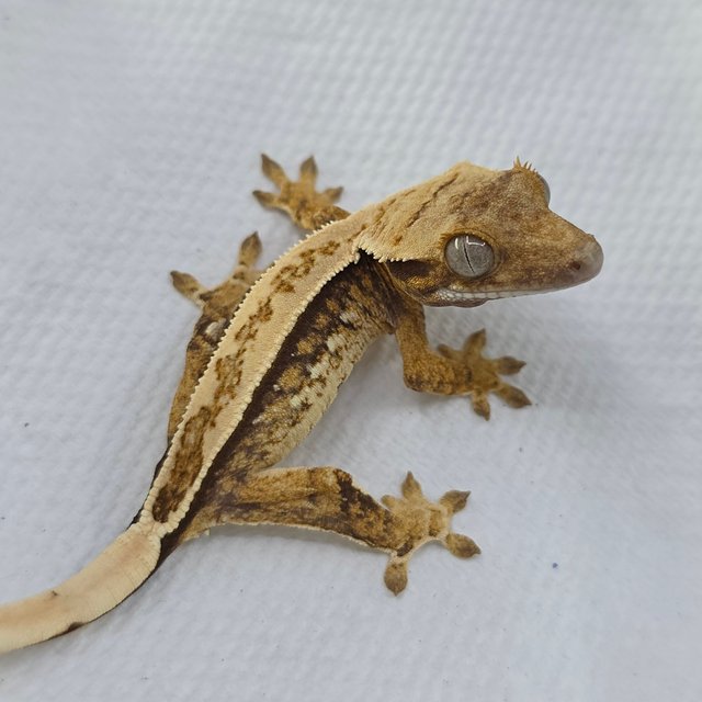 Normal Tri Quad Full Pinstripe Pinstripe