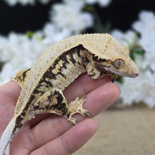 Normal Tri Quad Drippy White Spot Pinstripe