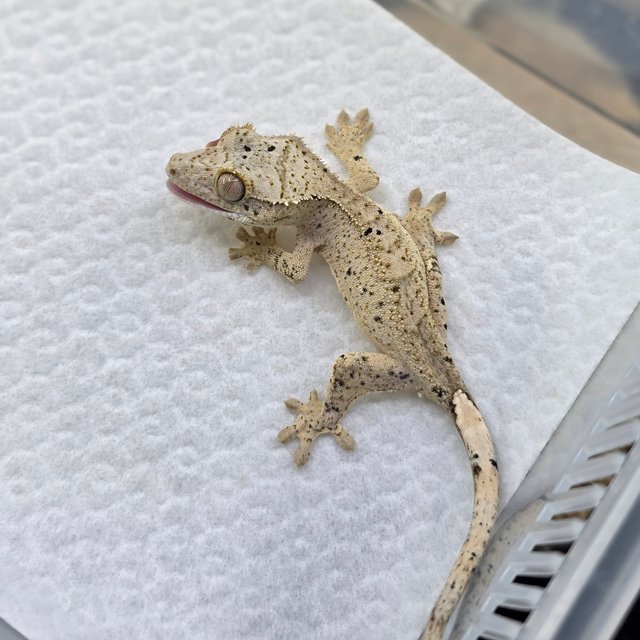 Dalmatian Super Dalmatian