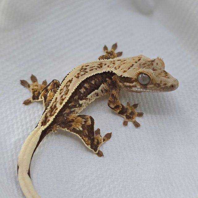 Normal Tri Quad Full Pinstripe Pinstripe