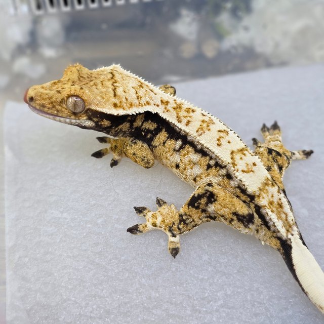 Tri Pinstripe Normal Drippy White Spot