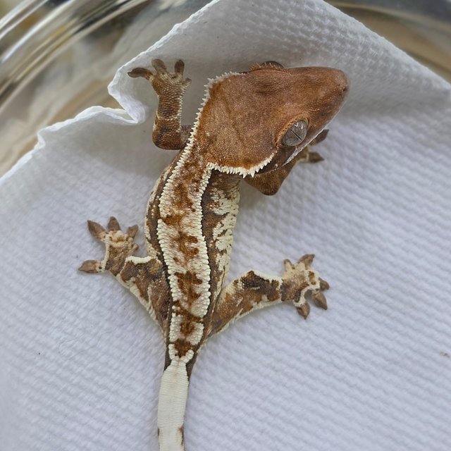 Cappuccino Tri Extreme Harlequin Pinstripe White Crown