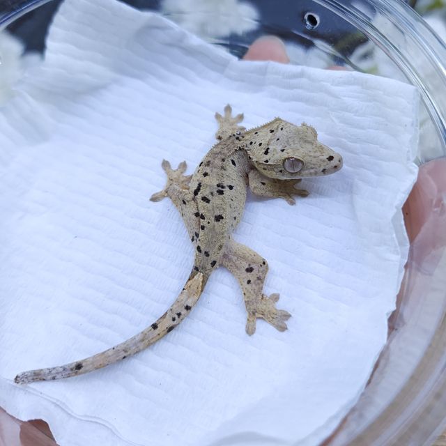 달마시안 슈퍼달마시안