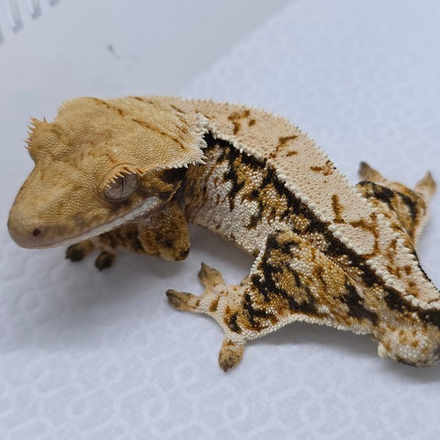 Extreme Harlequin Pinstripe White Spot Tri