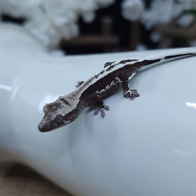 릴잔틱