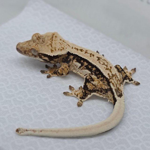 Normal Tri Quad Pinstripe Drippy