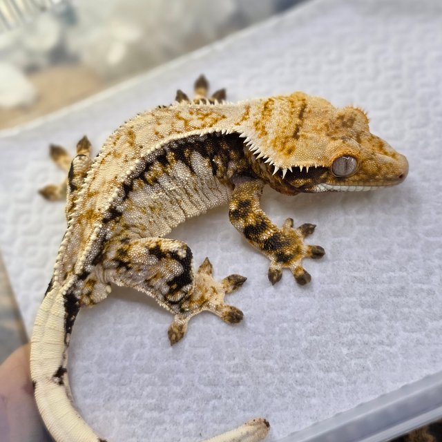 노멀 트라이 드리피 화이트스팟 쿼드 핀스트라이프