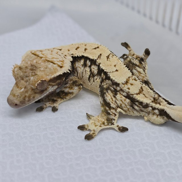 Tri Extreme Harlequin Drippy White Spot