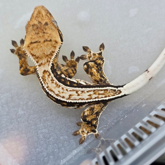 노멀 쿼드 풀핀 트라이