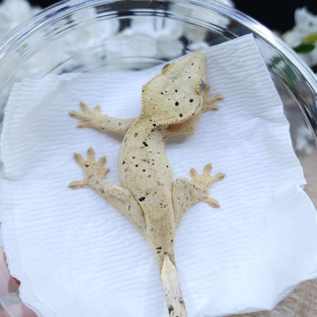 달마시안 슈퍼달마시안