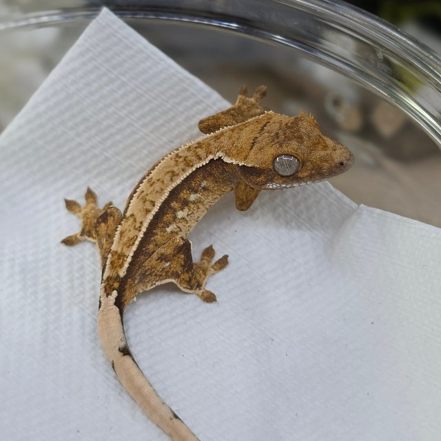 노멀 트라이 핀스트라이프 쿼드 화이트크라운 화이트스팟