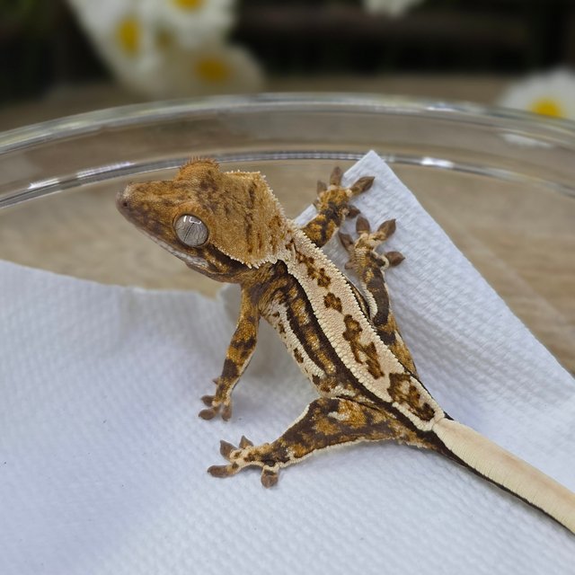 Tri Quad Pinstripe