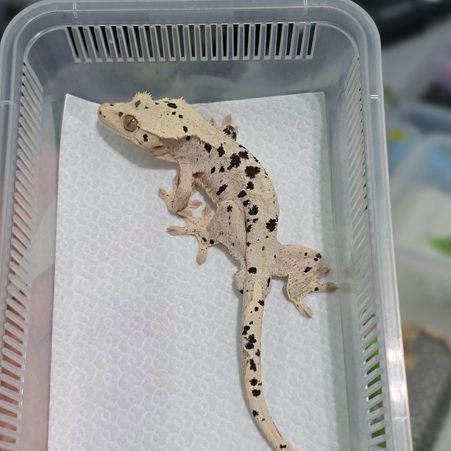 달마시안 슈퍼달마시안