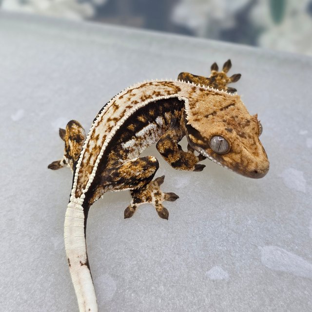 노멀 쿼드 풀핀 트라이