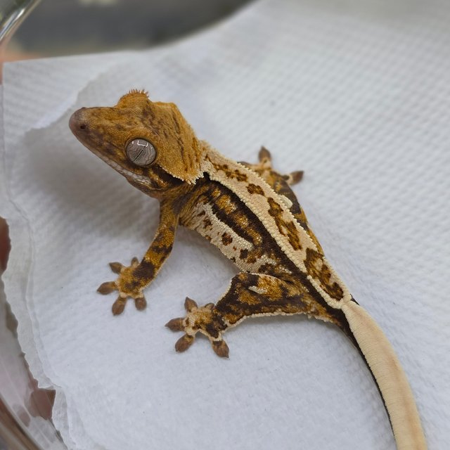 Tri Quad Pinstripe