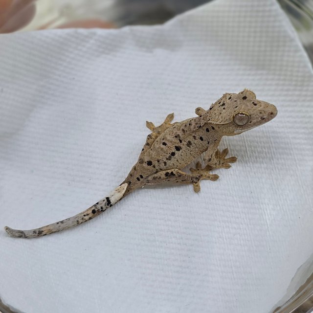 달마시안 슈퍼달마시안