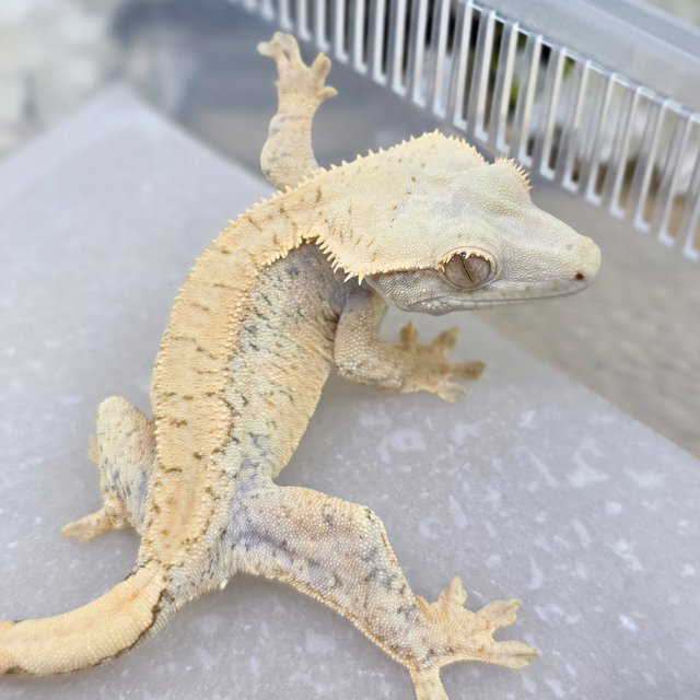 Normal Extreme Harlequin Drippy White Spot