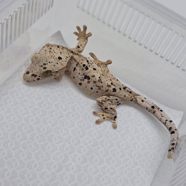 Dalmatian Super Dalmatian