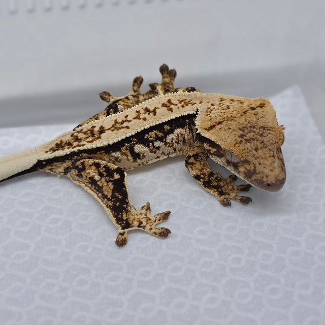 Tri Pinstripe Extreme Harlequin Quad Full Pinstripe Normal