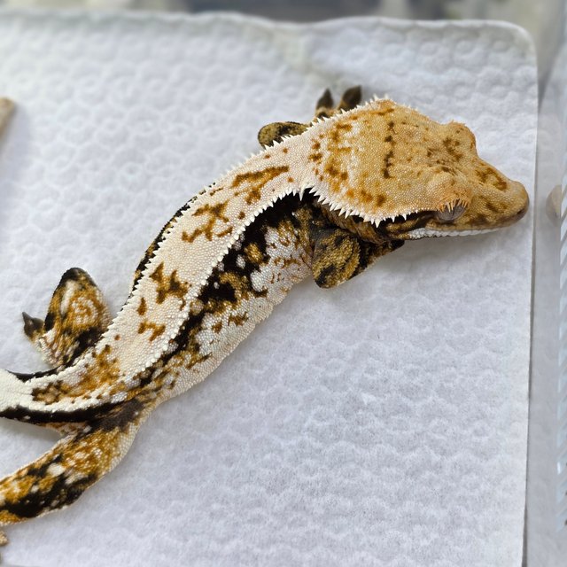 노멀 쿼드 드리피 화이트스팟 핀스트라이프