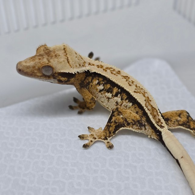 Tri Pinstripe Extreme Harlequin White Spot Quad