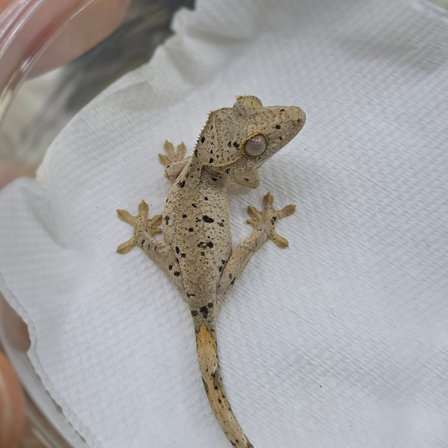 Dalmatian Super Dalmatian