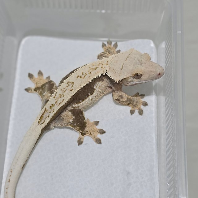 Normal Quad Full Pinstripe Pinstripe