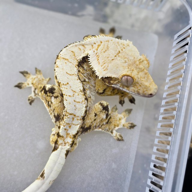 Normal Tri Extreme Harlequin Drippy White Spot