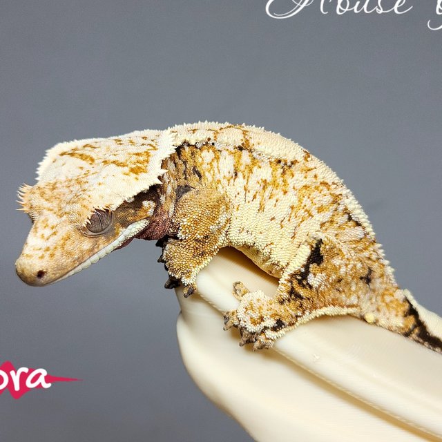 Normal Tri Extreme Harlequin Drippy White Spot