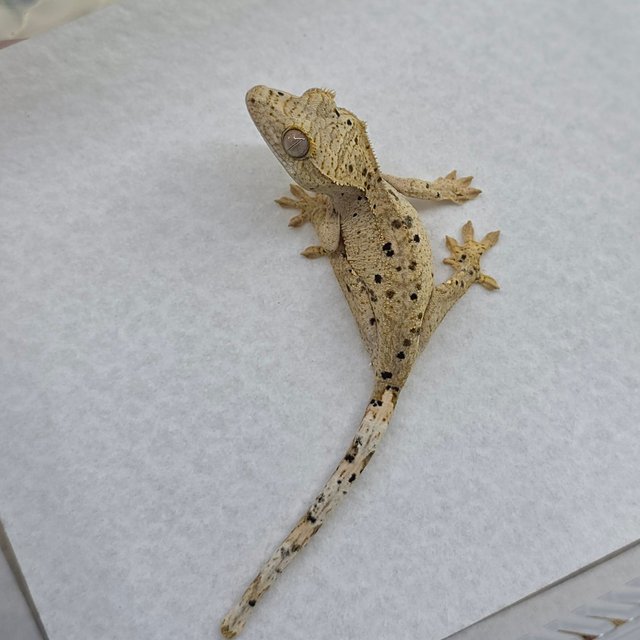 Dalmatian Super Dalmatian