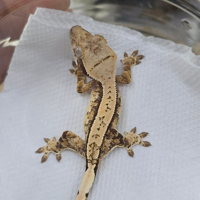 Normal Tri Drippy White Spot Pinstripe