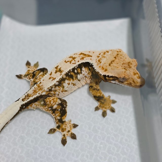 노멀 쿼드 드리피 화이트스팟 핀스트라이프