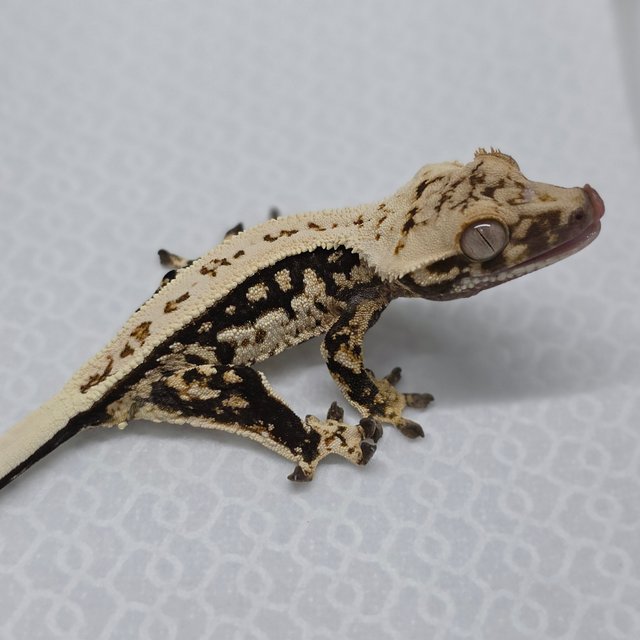 Tri Quad Full Pinstripe Drippy White Spot