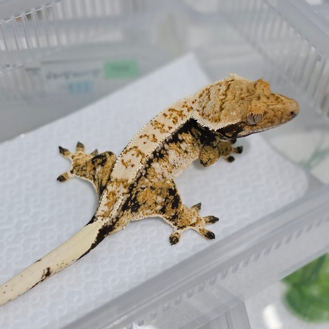 노멀 트라이 익스트림할리퀸 드리피 화이트스팟 핀스트라이프