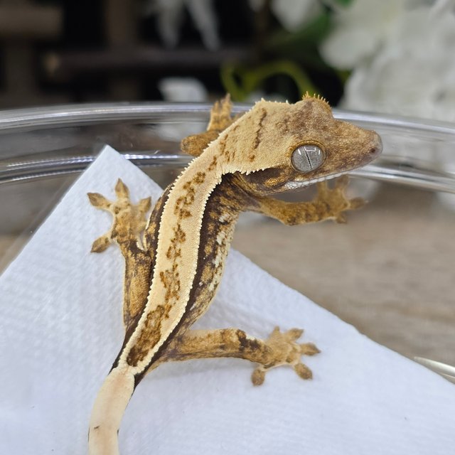 Normal Tri Quad Full Pinstripe Pinstripe