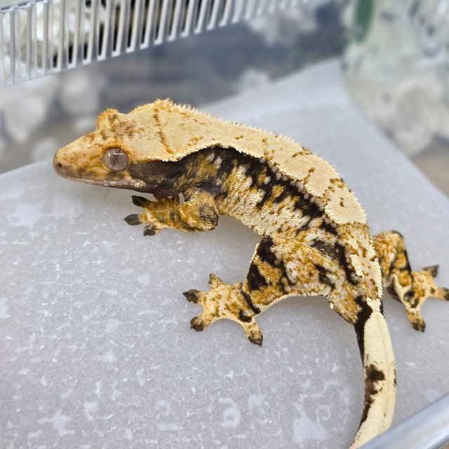 Normal Tri Extreme Harlequin Drippy White Spot