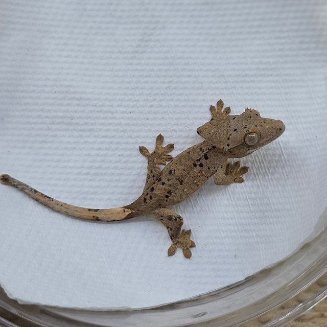 달마시안 슈퍼달마시안