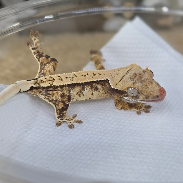 Normal Tri Drippy White Spot Pinstripe