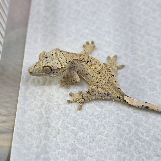 Dalmatian Super Dalmatian