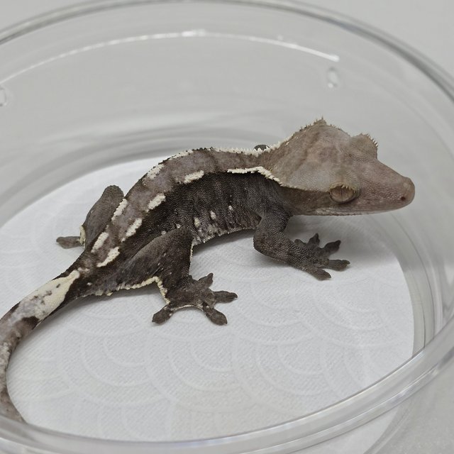Axanthic