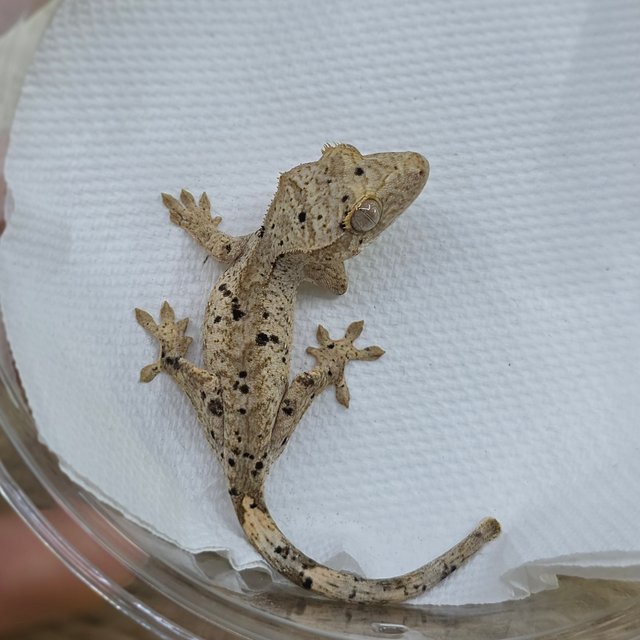 Dalmatian Super Dalmatian