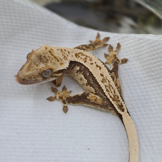 Normal Tri Quad Full Pinstripe Pinstripe