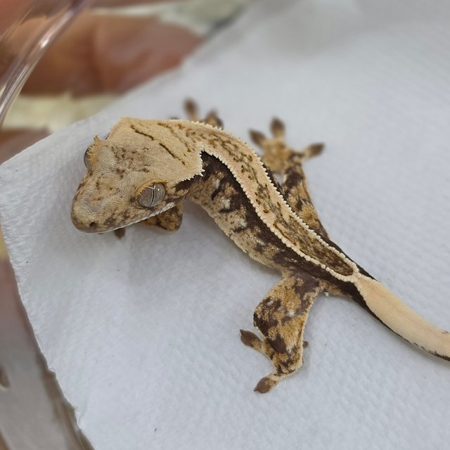 Normal Tri Quad White Spot Full Pinstripe Pinstripe