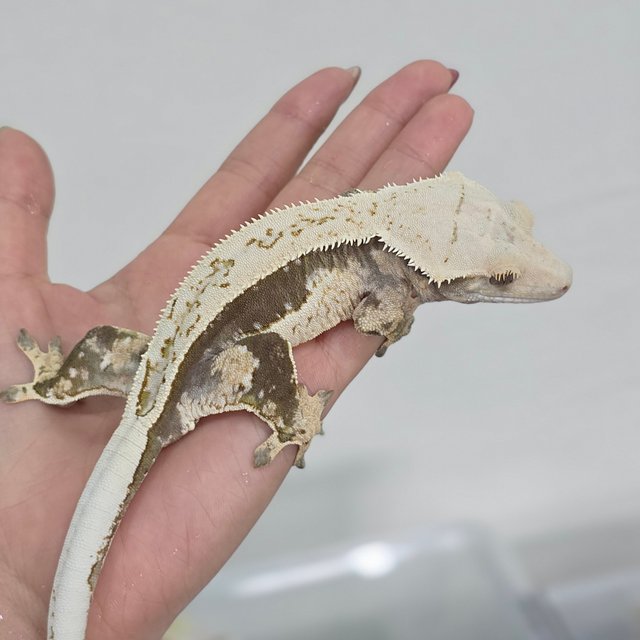 Normal Quad Full Pinstripe Pinstripe