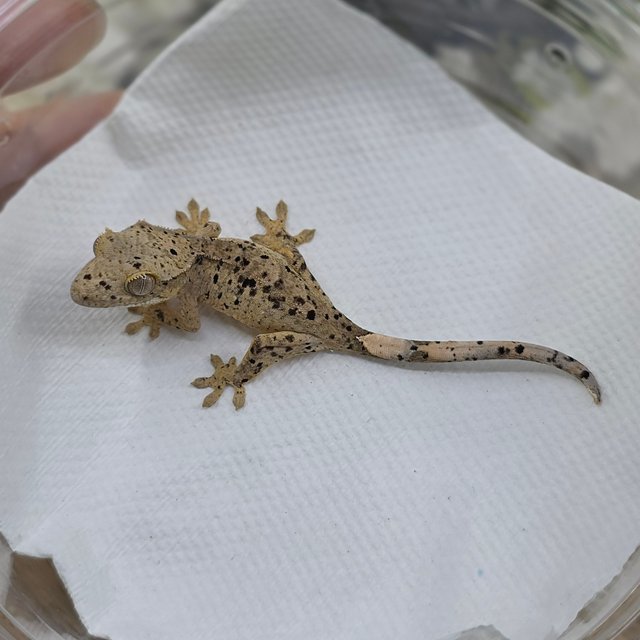 달마시안 슈퍼달마시안