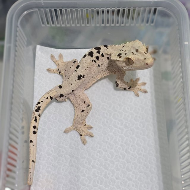 달마시안 슈퍼달마시안