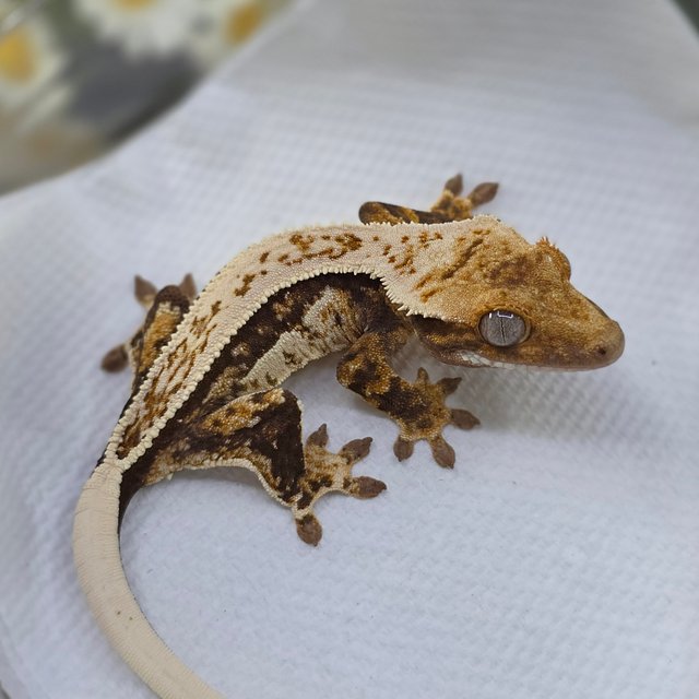 Normal Tri Quad Full Pinstripe White Spot